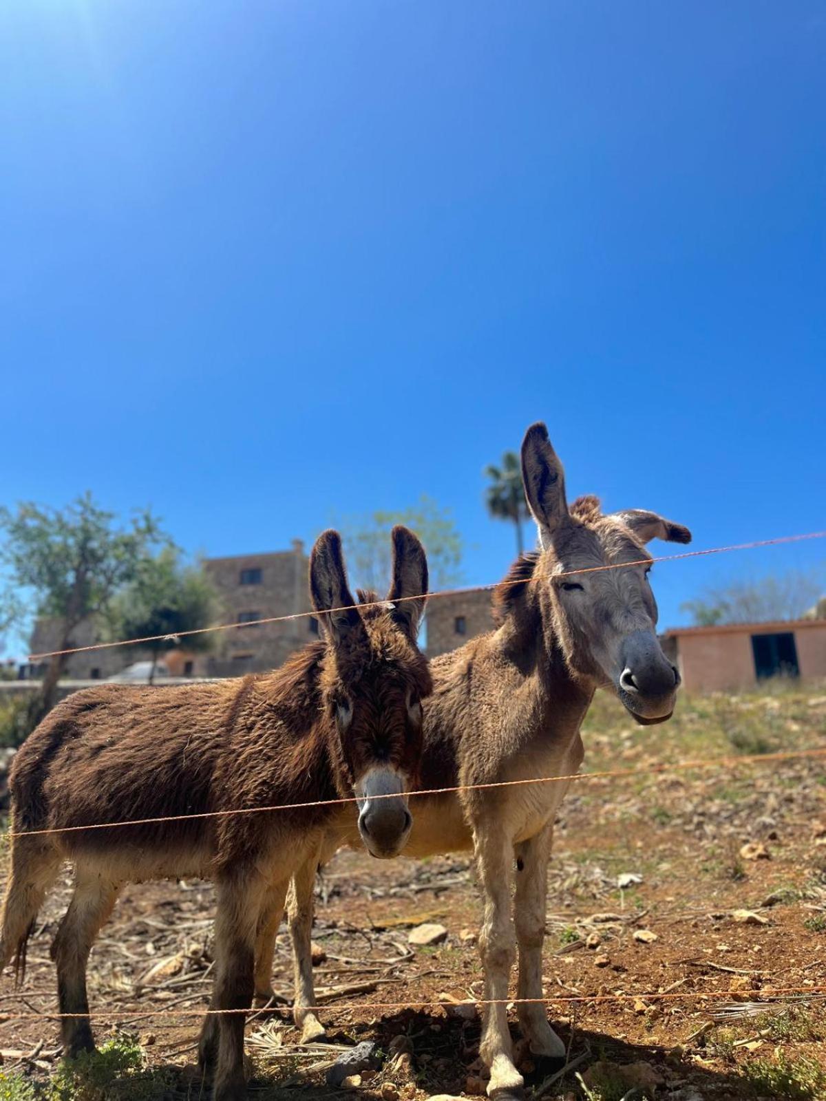 Agroturismo Ses Illes Costitx  Bagian luar foto